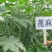 新采蓖麻种子红蓖麻绿蓖麻老麻子草麻种子蓖麻油中草药材种子