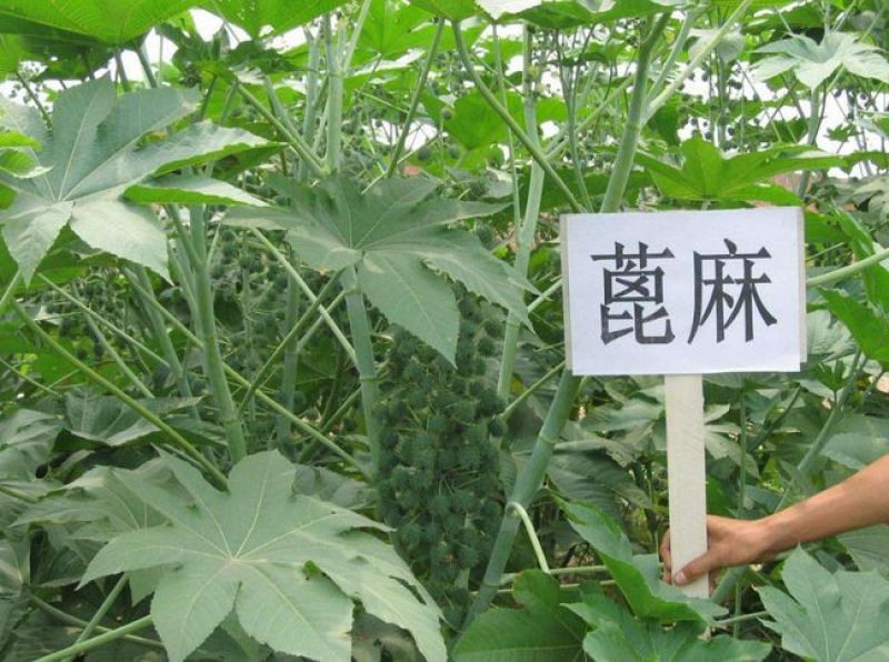新采蓖麻种子红蓖麻绿蓖麻老麻子草麻种子蓖麻油中草药材种子