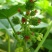 新采蓖麻种子红蓖麻绿蓖麻老麻子草麻种子蓖麻油中草药材种子