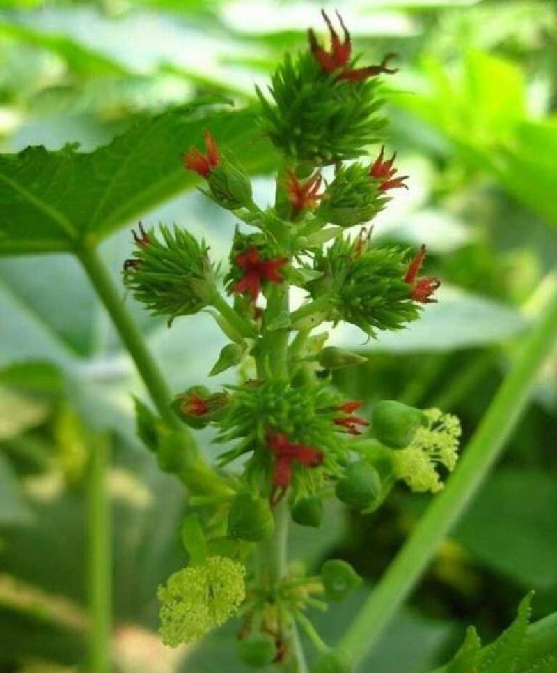 新采蓖麻种子红蓖麻绿蓖麻老麻子草麻种子蓖麻油中草药材种子