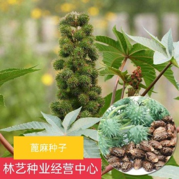 新采蓖麻种子红蓖麻绿蓖麻老麻子草麻种子蓖麻油中草药材种子