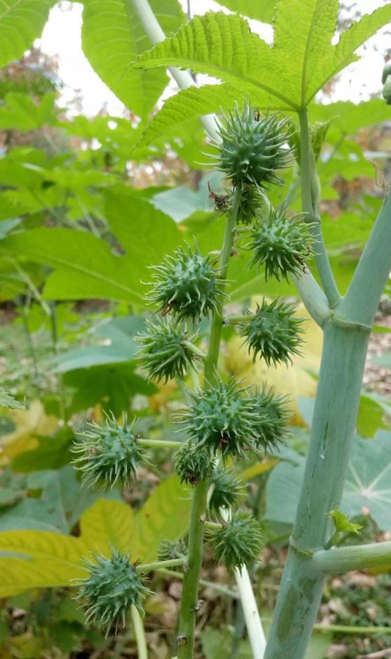新采蓖麻种子红蓖麻绿蓖麻老麻子草麻种子蓖麻油中草药材种子