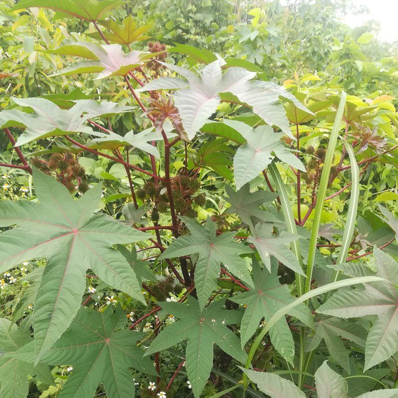 新采蓖麻种子红蓖麻绿蓖麻老麻子草麻种子蓖麻油中草药材种子