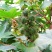 新采蓖麻种子红蓖麻绿蓖麻老麻子草麻种子蓖麻油中草药材种子