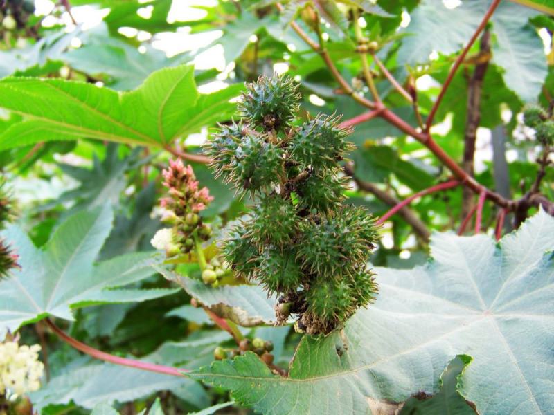 新采蓖麻种子红蓖麻绿蓖麻老麻子草麻种子蓖麻油中草药材种子