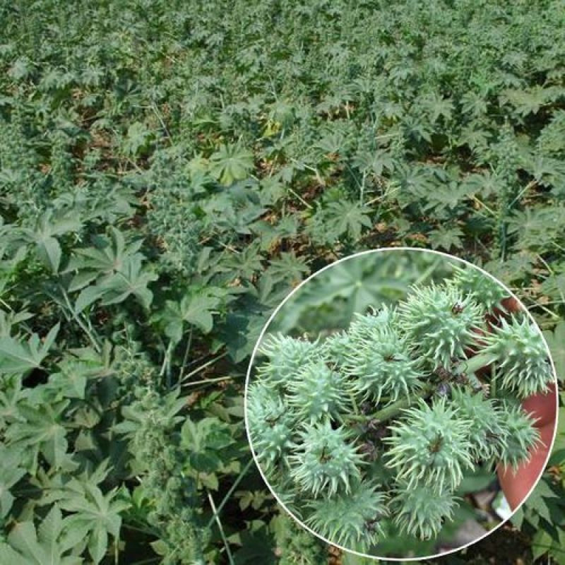 新采蓖麻种子红蓖麻绿蓖麻老麻子草麻种子蓖麻油中草药材种子