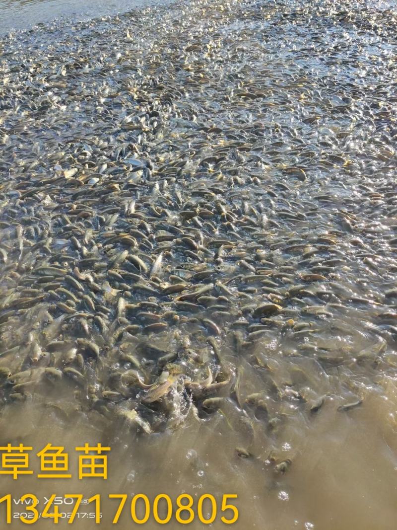 【鲢鱼苗】快大花白鲢鱼苗、大头鱼苗、场地直供、买家保障