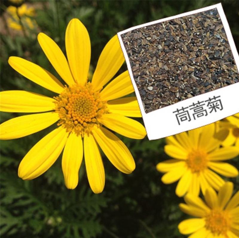 茼蒿菊种子木茼蒿多年生宿根花草种子木春菊种子景观花海易种