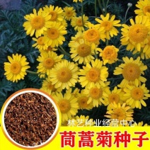 茼蒿菊种子木茼蒿多年生宿根花草种子木春菊种子景观花海易种