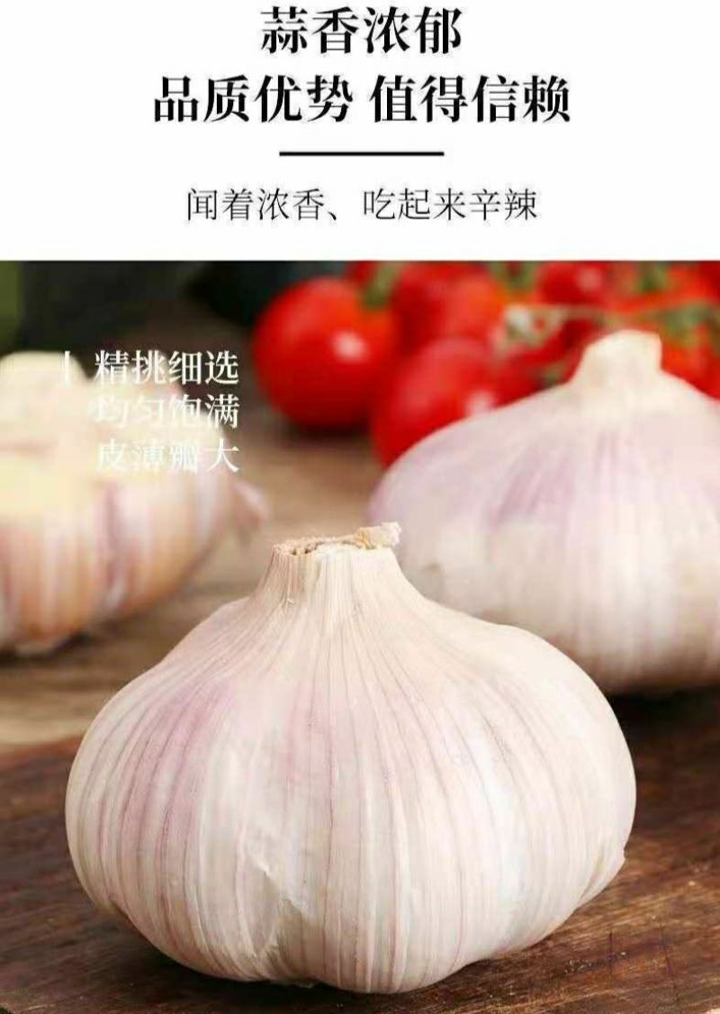 金乡大蒜农家紫白大蒜大蒜头干蒜蒜香浓郁辛辣多汁爽