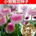 小雏菊种子四季种易活开花不断室内外花卉植物花种籽子盆栽