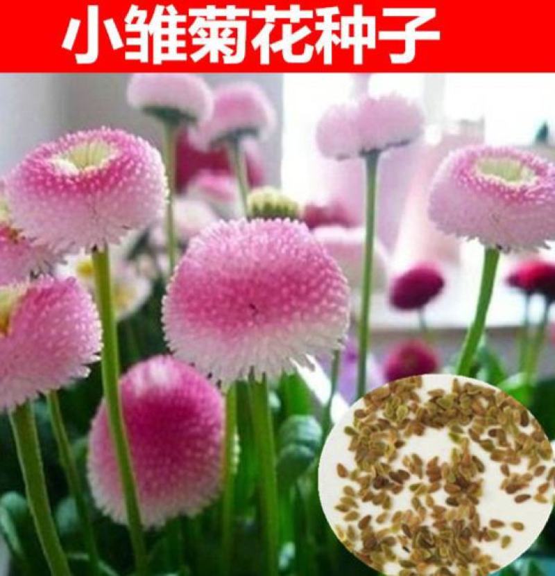 小雏菊种子四季种易活开花不断室内外花卉植物花种籽子盆栽