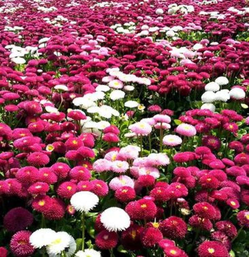 小雏菊种子四季种易活开花不断室内外花卉植物花种籽子盆栽
