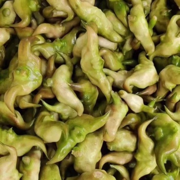 洪湖菱角