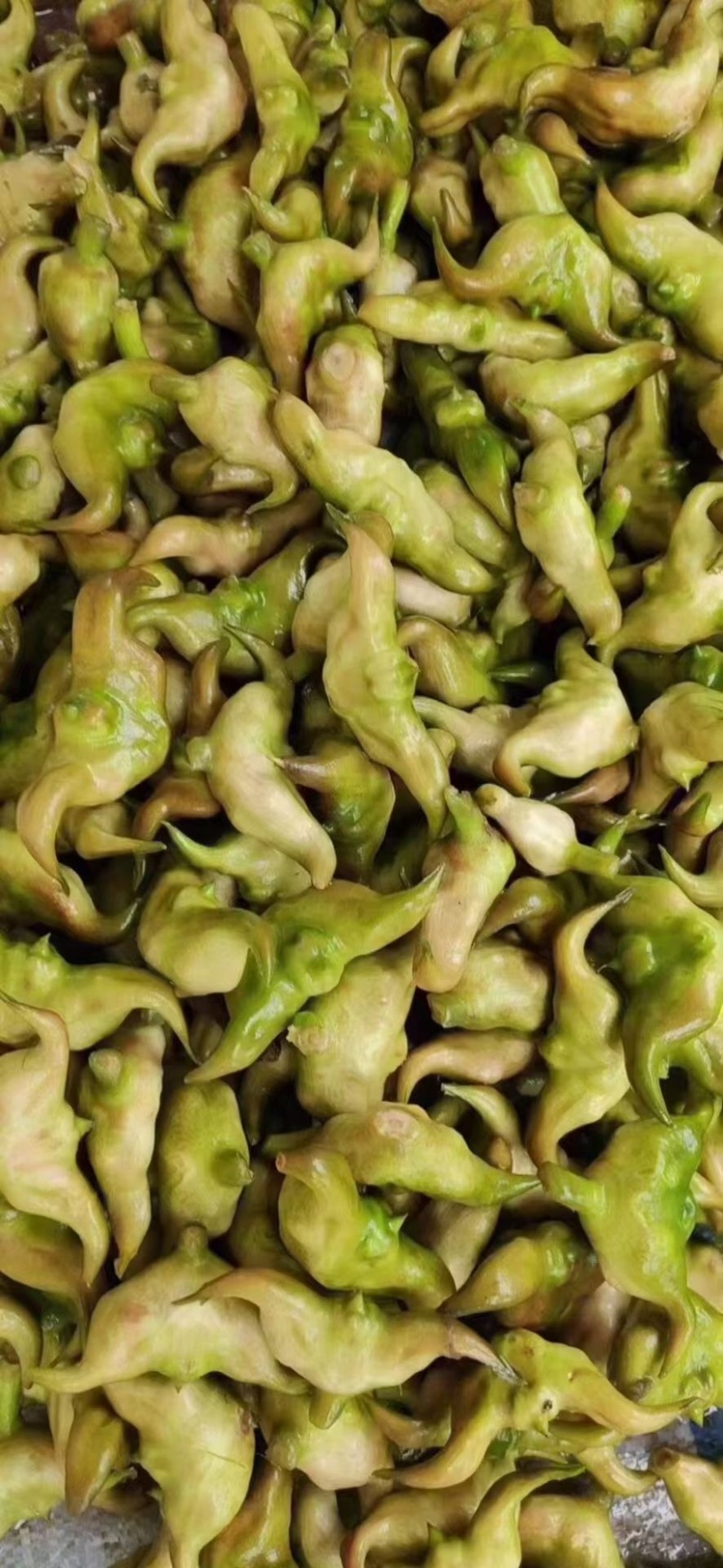 洪湖菱角