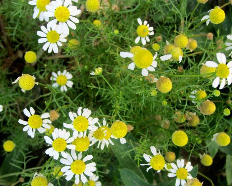 洋甘菊花种子易爆盆小雏菊种子四季开花易活盆栽苗室内外