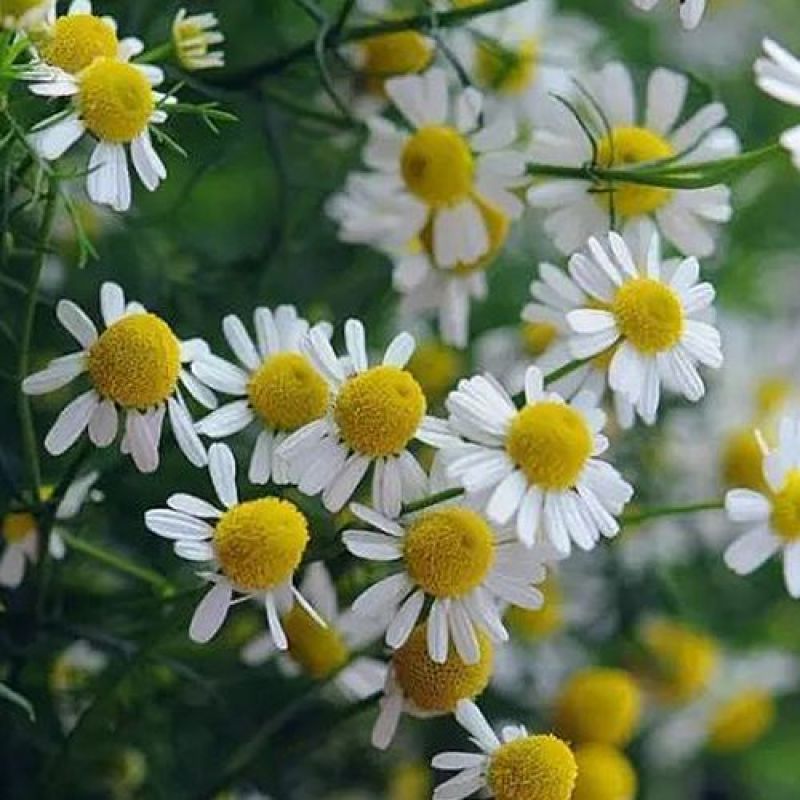 洋甘菊花种子易爆盆小雏菊种子四季开花易活盆栽苗室内外