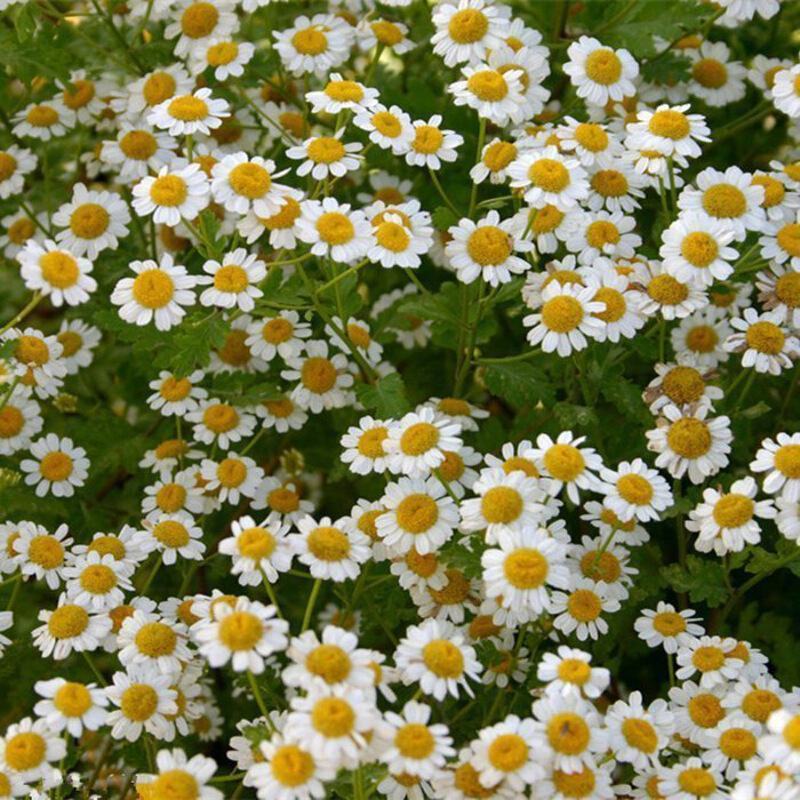 洋甘菊花种子易爆盆小雏菊种子四季开花易活盆栽苗室内外