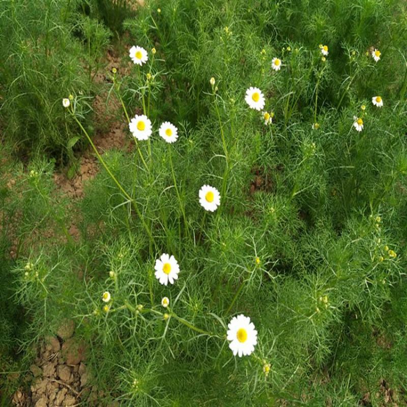 洋甘菊花种子易爆盆小雏菊种子四季开花易活盆栽苗室内外
