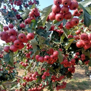甜红子山楂大量有货，价格便宜