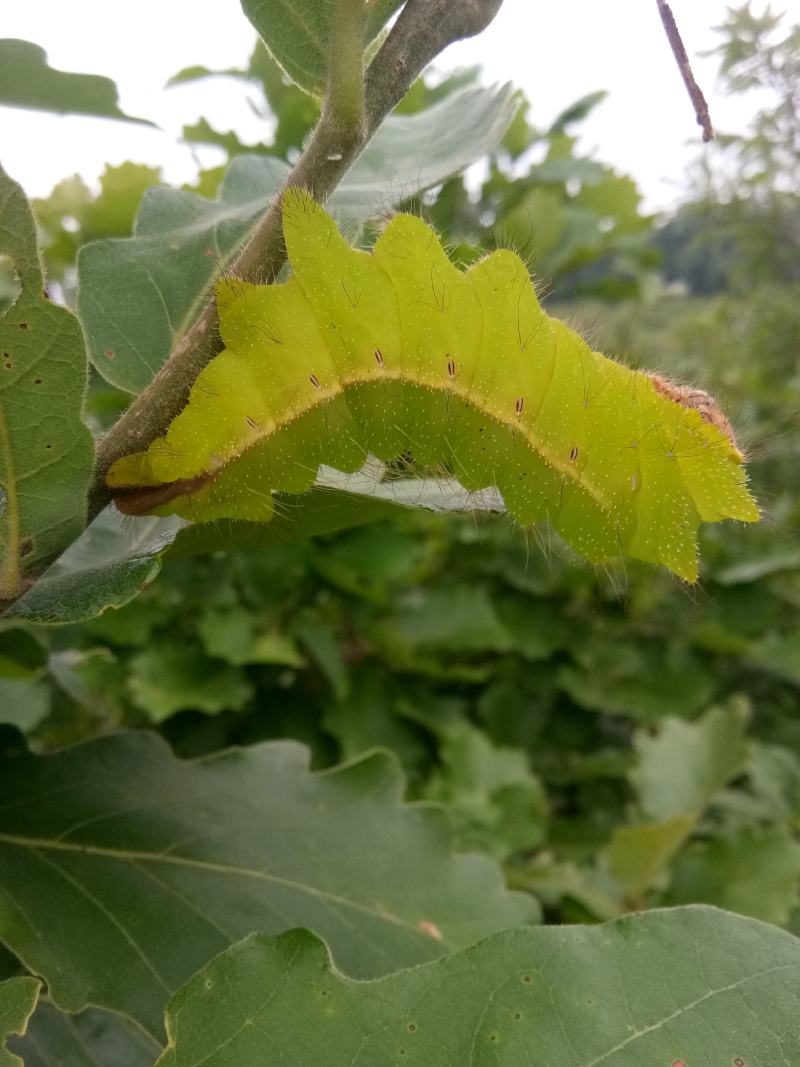 辽宁省丹东市宽甸县晚秋大茧