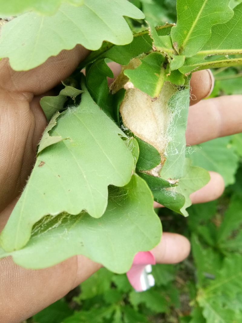 辽宁省丹东市宽甸县晚秋大茧