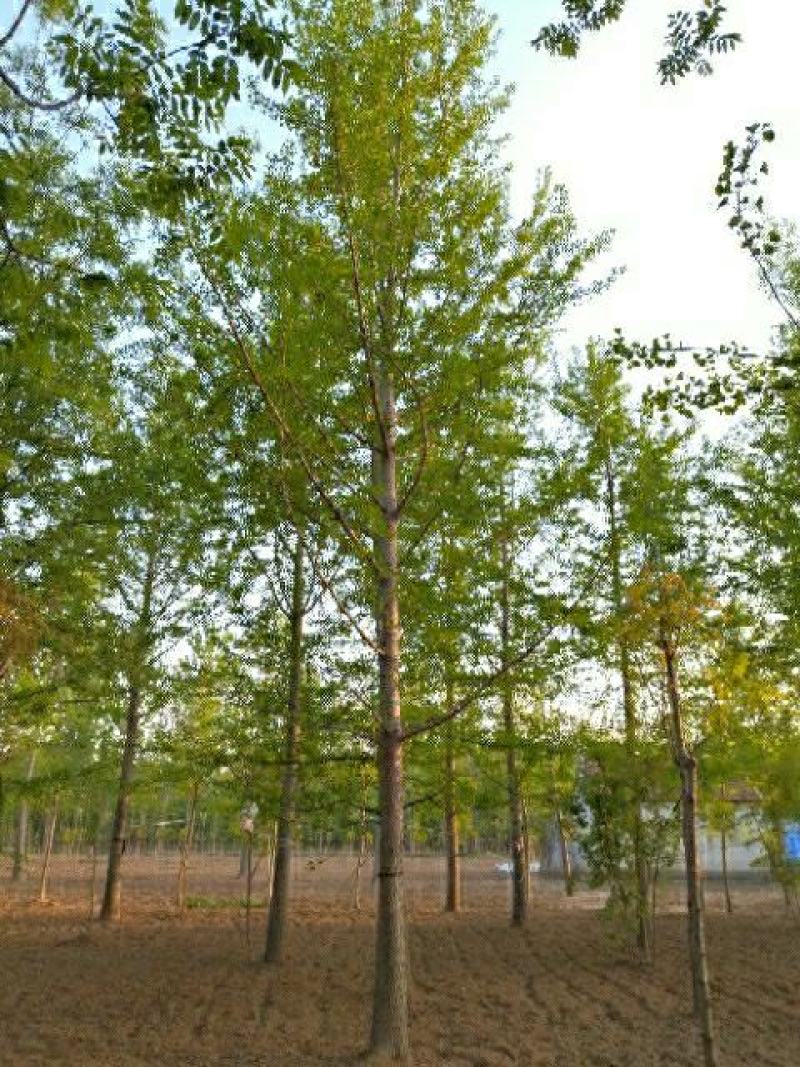 银杏之乡基地直供银杏法桐合欢红枫五角枫等