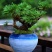 九死还魂草苗【可做小盆景很优雅，生命力特强】