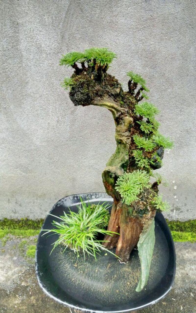 九死还魂草苗【可做小盆景很优雅，生命力特强】