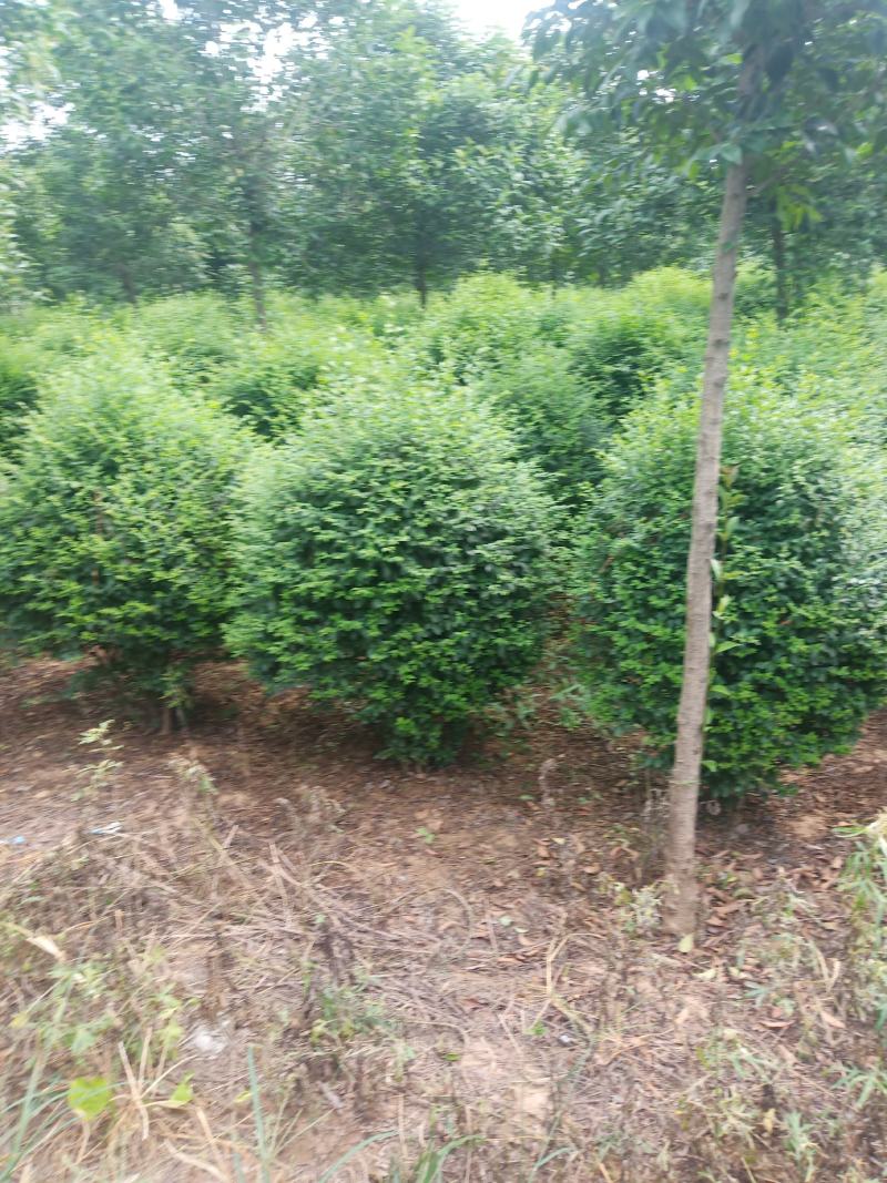 小叶女贞球，数量不多，货源真实