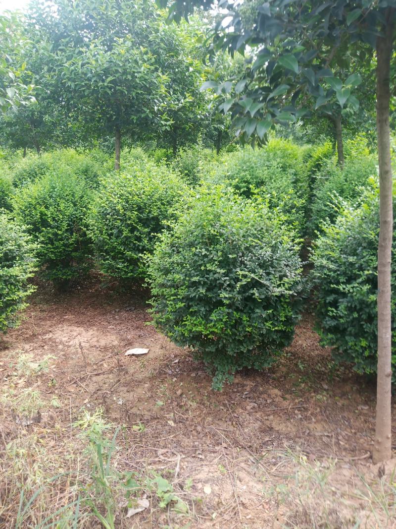 小叶女贞球，数量不多，货源真实