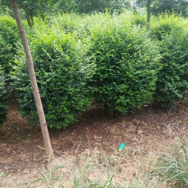 小叶女贞球，数量不多，货源真实