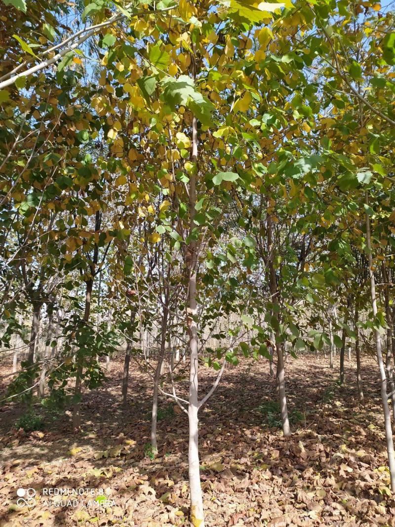 银杏之乡基地直供银杏红枫法桐白蜡合欢五角枫等