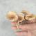 松乳菇，别名谷熟菌、铜绿菌，野生菌类之一，全干货无霉无杂