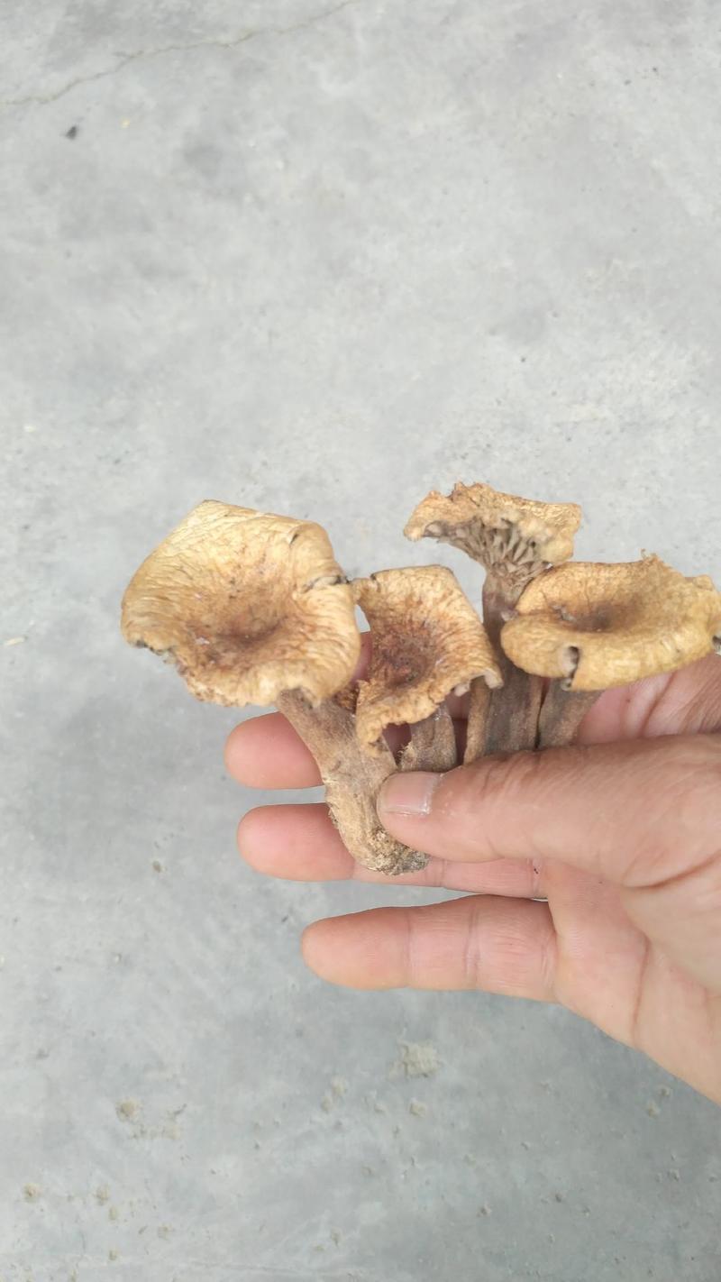 松乳菇，别名谷熟菌、铜绿菌，野生菌类之一，全干货无霉无杂