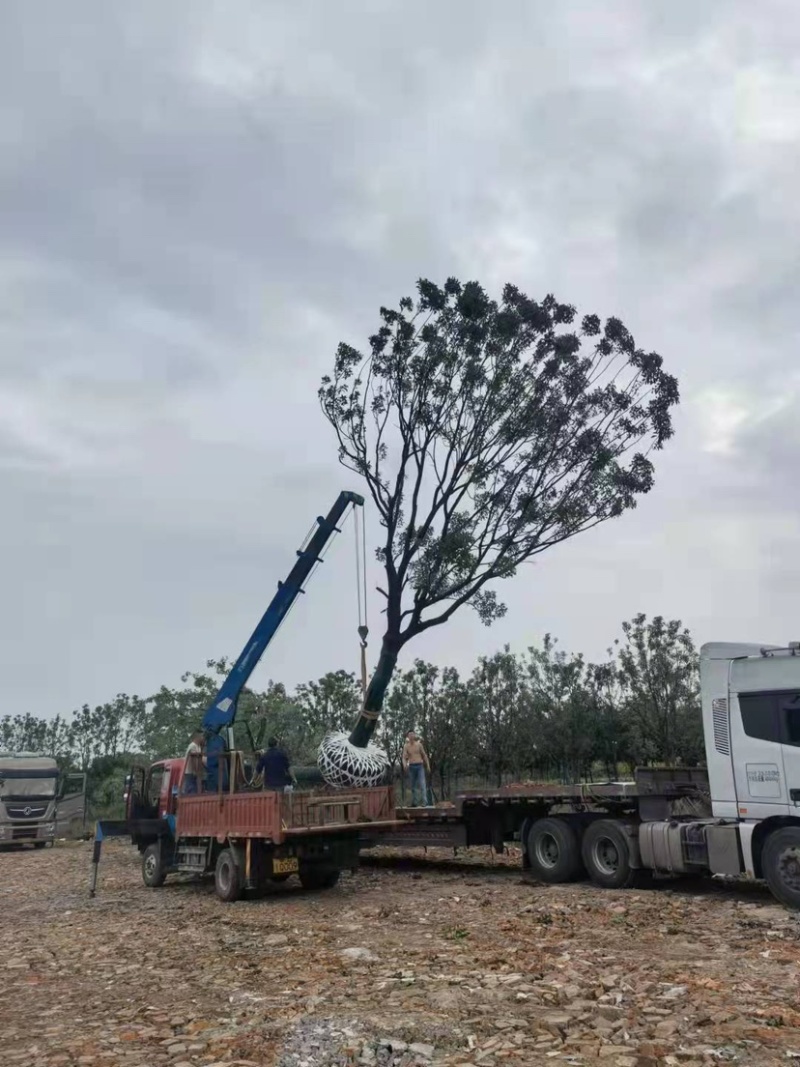 标准化香樟树，优质精选挺立直拔枝繁叶茂欢迎咨询