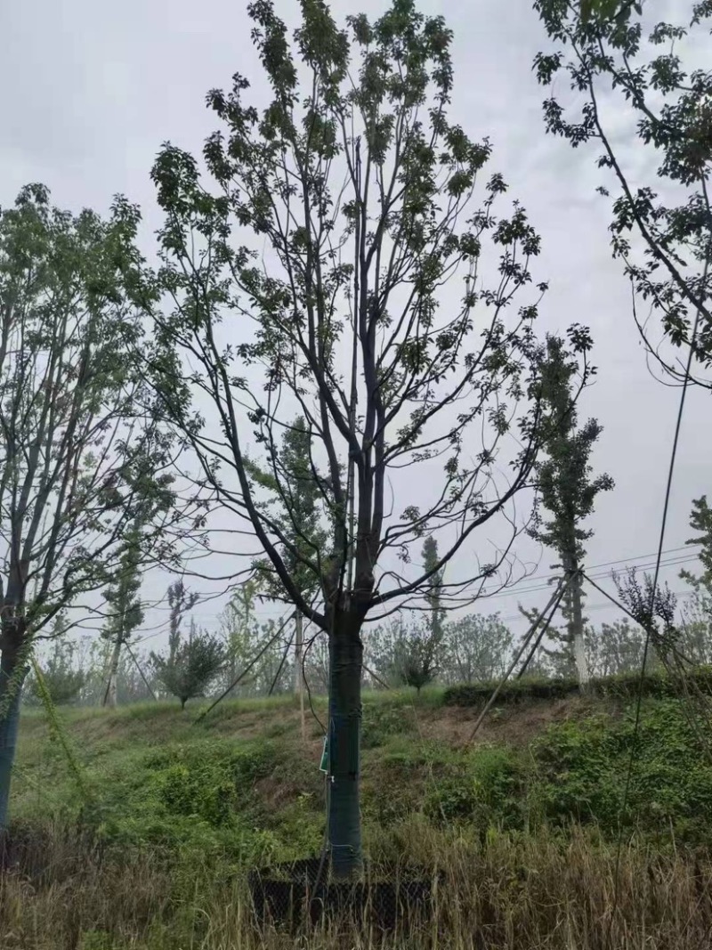 标准化香樟树，优质精选挺立直拔枝繁叶茂欢迎咨询