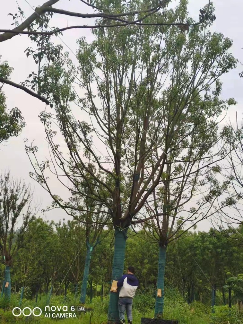 标准化香樟树，优质精选挺立直拔枝繁叶茂欢迎咨询