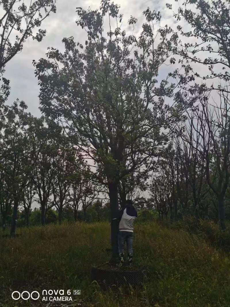 标准化香樟树，优质精选挺立直拔枝繁叶茂欢迎咨询