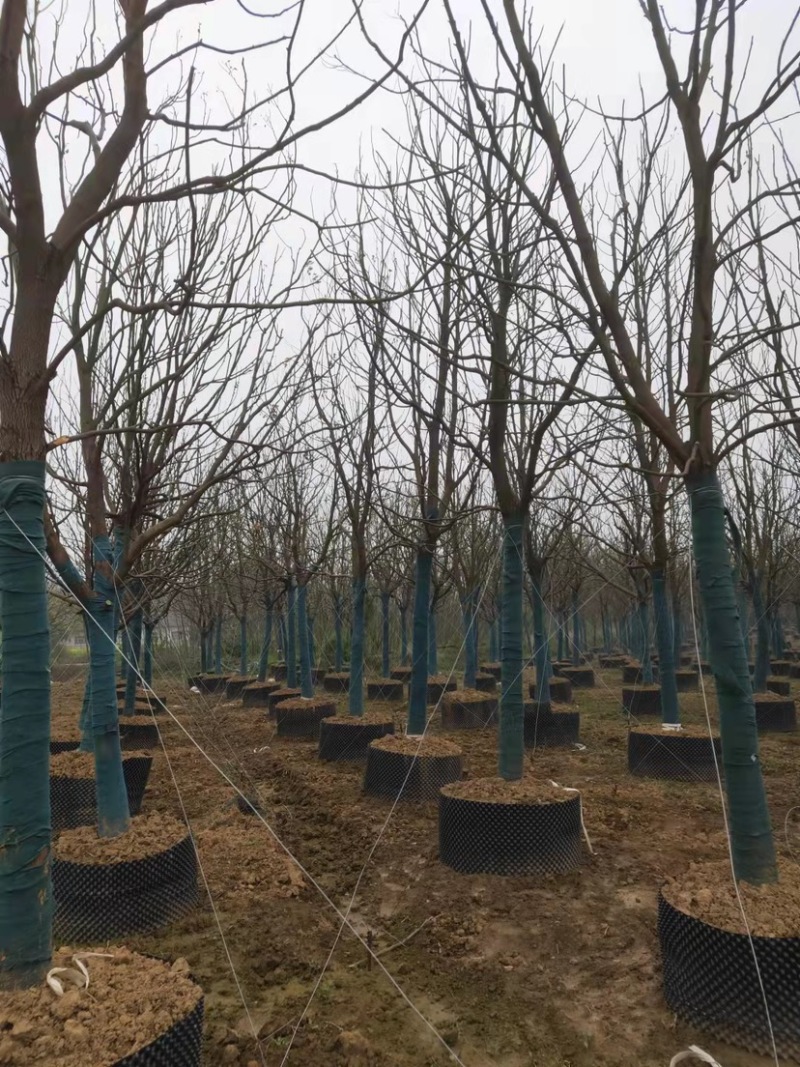标准化香樟树，优质精选挺立直拔枝繁叶茂欢迎咨询