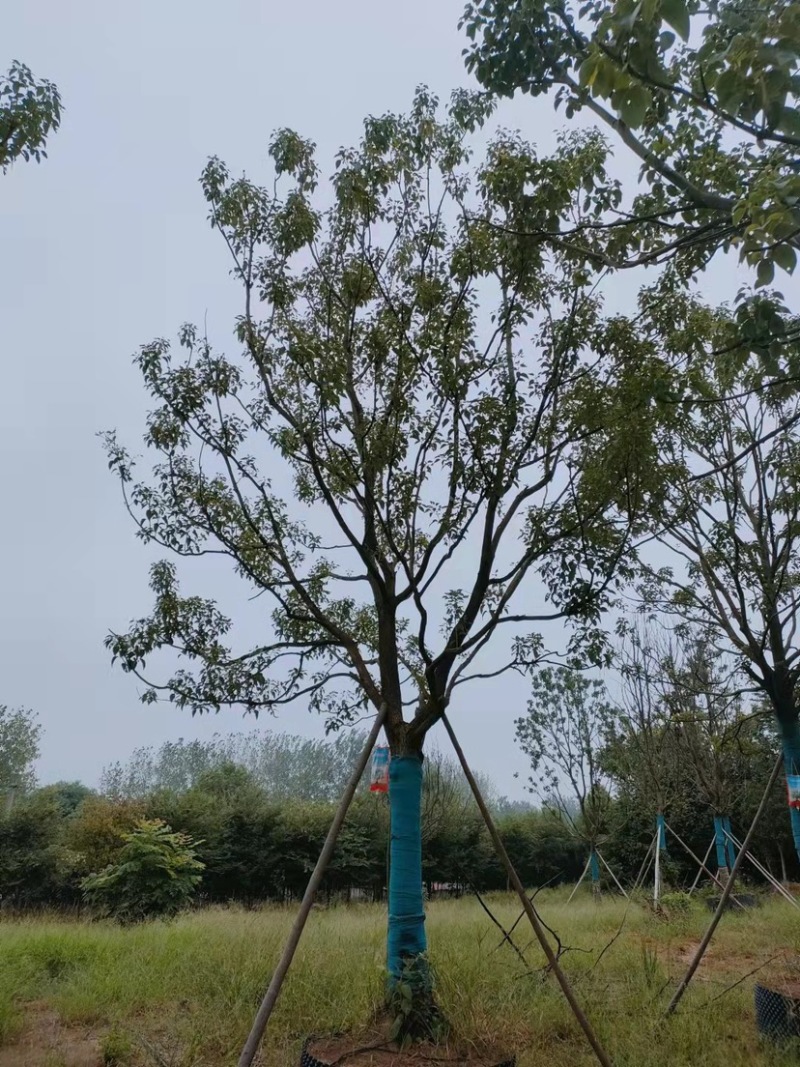 标准化香樟树，优质精选挺立直拔枝繁叶茂欢迎咨询