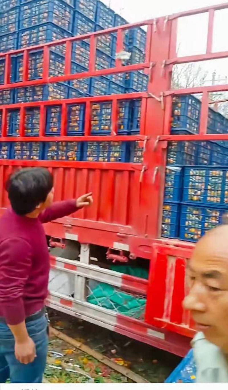 汉中柑桔特早小叶蜜橘日供二十万斤全国发货打蜡分级产地