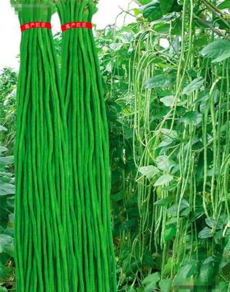 河北沧州青县豇豆长豆角四季豆大量上市，量大从优