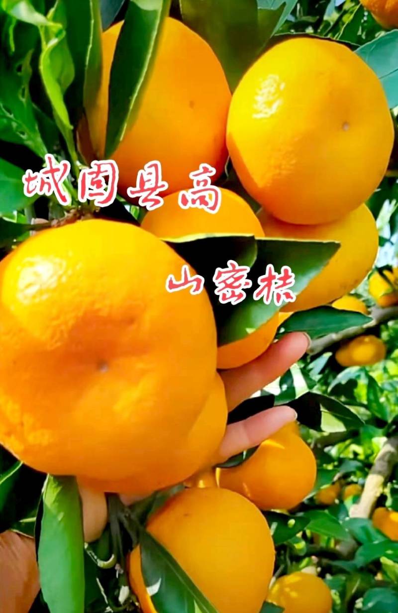 汉中柑桔特早小叶蜜橘日供二十万斤全国发货打蜡分级产地