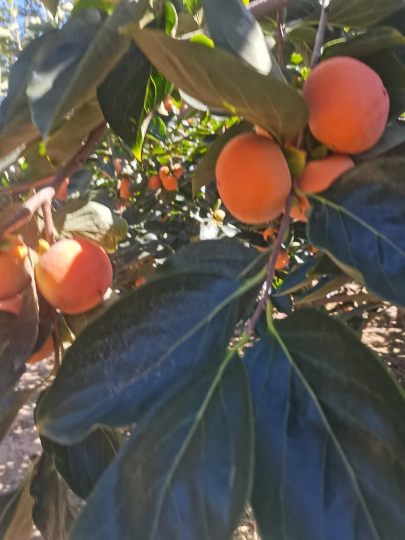 七月黄柿子山西七月黄柿子火葫芦吊红产地直发量大从优
