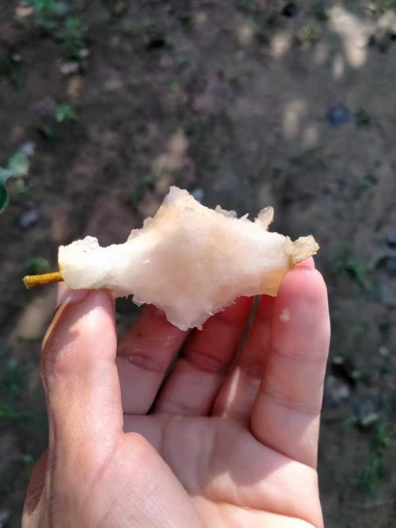 酥梨