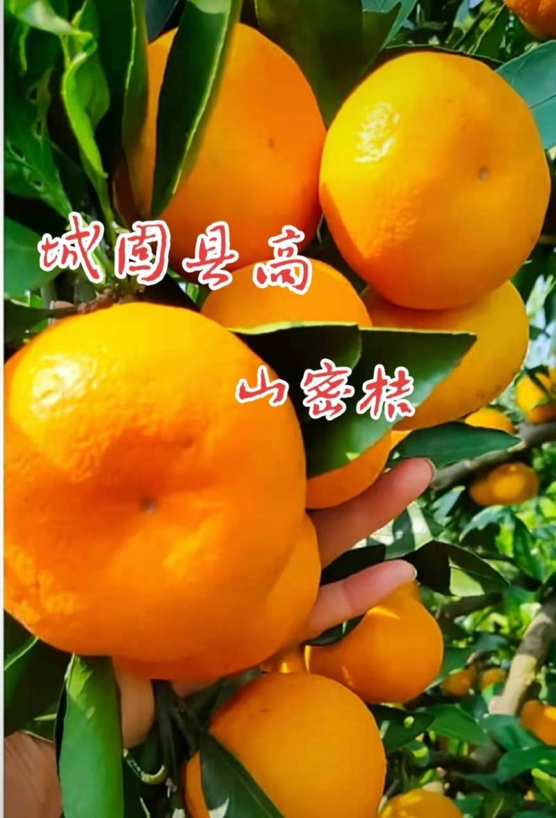 汉中柑桔特早小叶蜜橘日供二十万斤全国发货打蜡分级产地