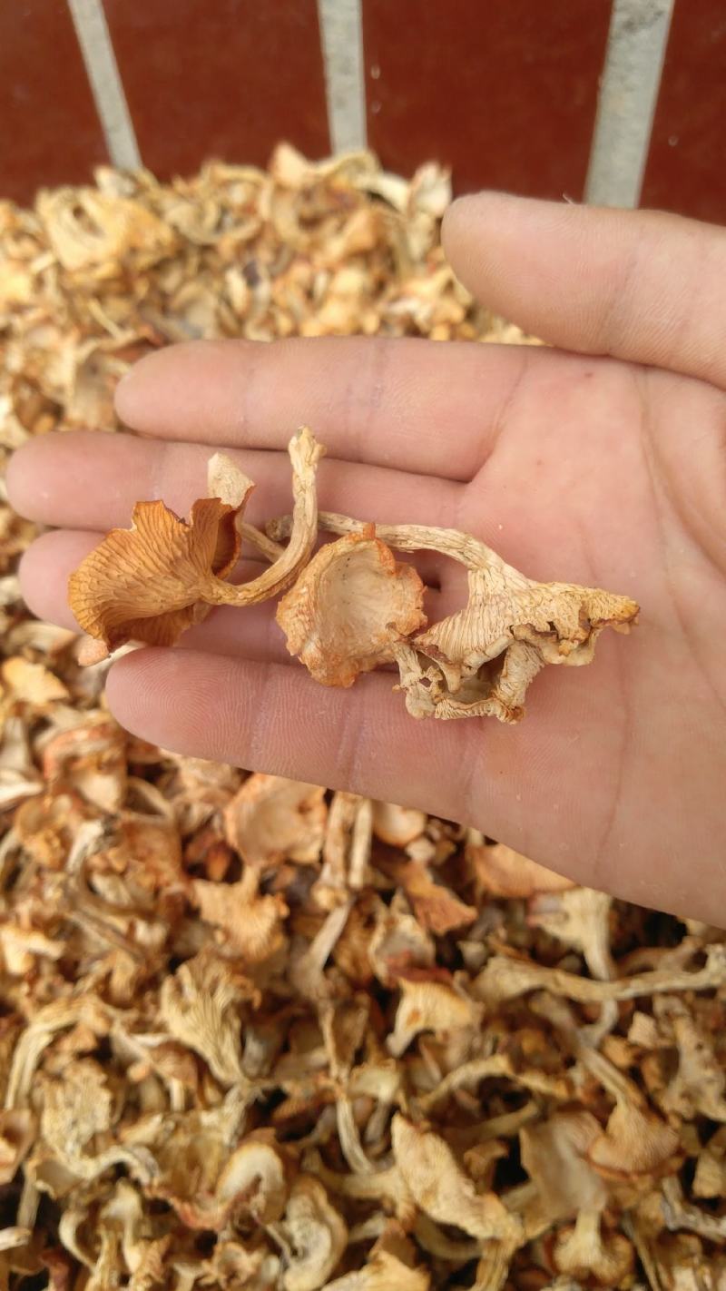 野生黄丝菌，别名鸡油菌，色泽好全干无霉无杂，品质纯味道鲜