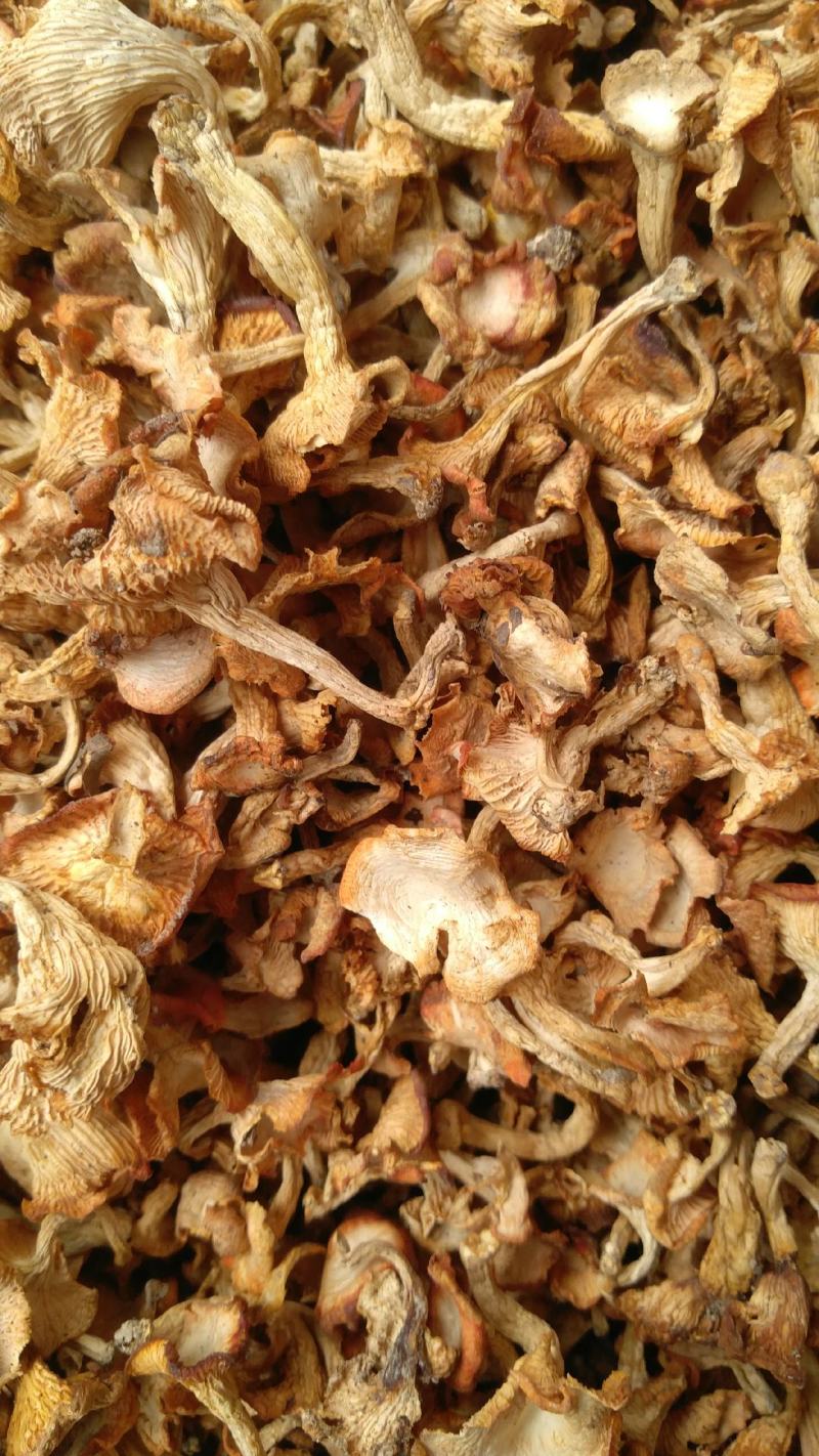 野生黄丝菌，别名鸡油菌，色泽好全干无霉无杂，品质纯味道鲜