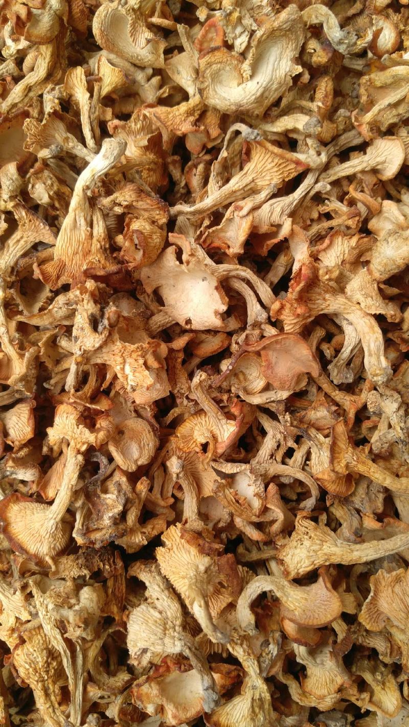 野生黄丝菌，别名鸡油菌，色泽好全干无霉无杂，品质纯味道鲜